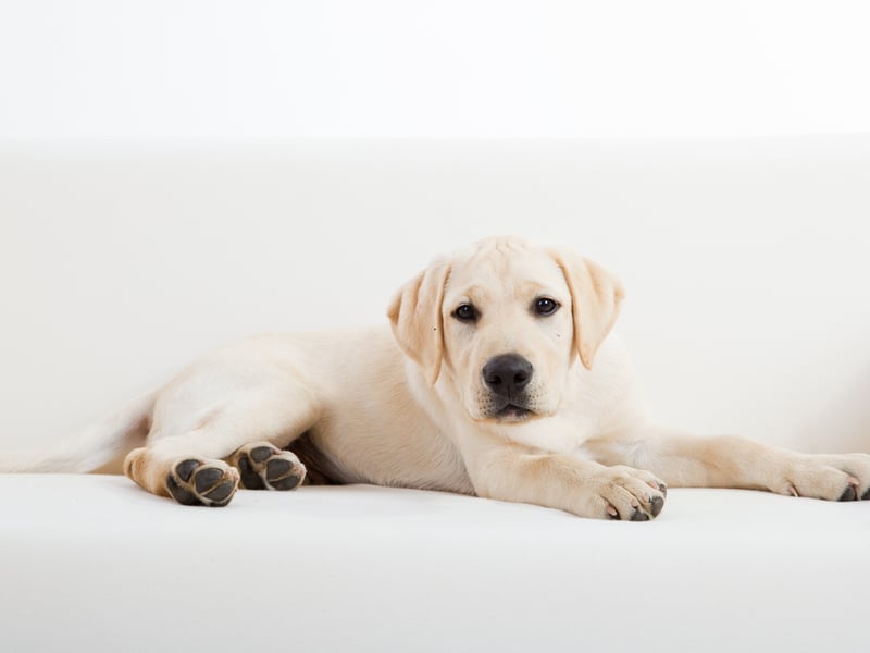 Topping the Christmas dog list, with 49,230 monthly searches, is the notoriously-friendly Labrador Retriever - be it black, yellow, chocolate or fox coloured. Named after the Canadian region from which it orginated, the Labrador is the world's most popular dog.