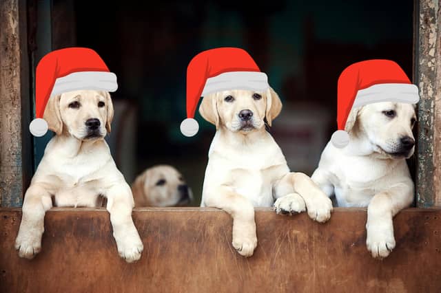 These are the most popular dogs of Christmas 2025.