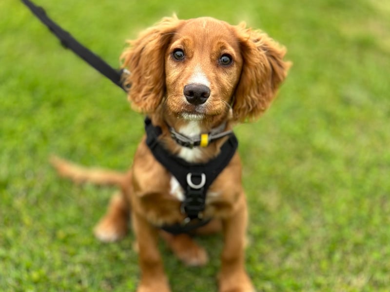 The delightful Cocker Spaniel attracts 39,790 searches per month. There are actually two slightly different types - the merican Cocker Spaniel and the English Cocker Spaniel. Both were named after their invaluable assistance in hunting woodcock (a type of game bird). 