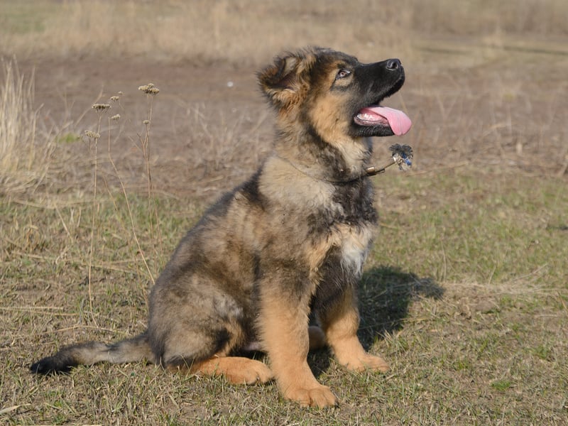 Completing the top five, with 37,550 monthly searches, is the German Shepherd. Some of the 33 per cent of naysayers may well be criminals - this is a breed famously used for police work to track down wrongdoers so they are only popular with those of us who stay on the right side of the law.