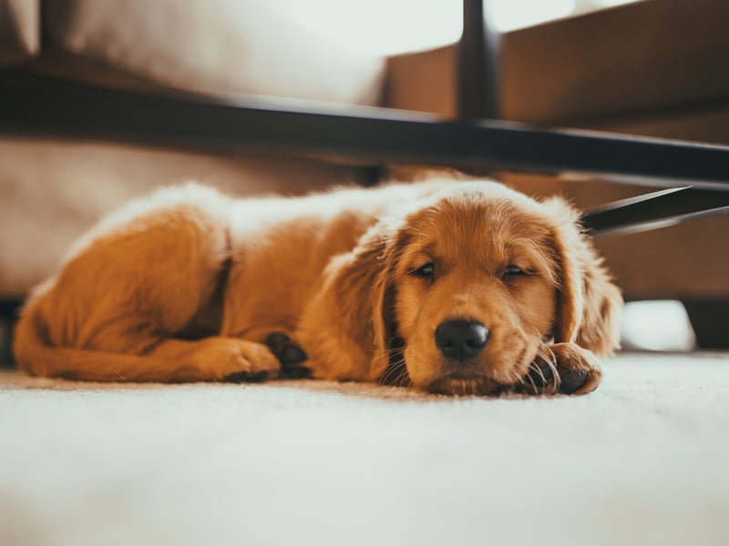 Second spot, with 48,370 average monthly searches, is the gregarious Golden Retriever. They were first bred in Scotland in the nineteenth century by Sir Dudley Marjoribanks by crossing Flat-coated Retrievers with Tweed Water Spaniels. If you have a pedigree Golden Retriever then its ancestry can be traced back to Sir Dudley's dogs! 