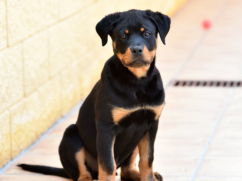 Rottweiler fans searched for the breed an average of 26,670 time a month. Once somewhat unfairly labelled an aggressive breed, with the right training they make wonderful family pets.