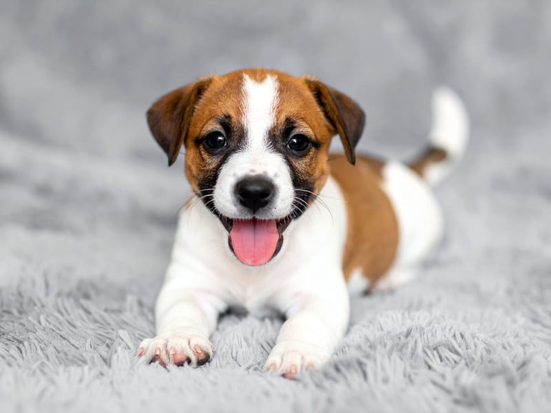 The Jack Russell Terrier has 30,870 average monthly searches to its name. It's named after the Reverend John "Jack" Russell, a parson and hunting enthusiast, who first bred them in the early 19th century.