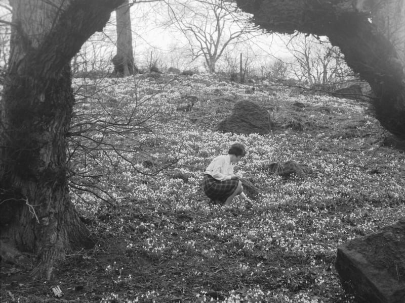 Picking snowdrops on Mons Hill in South Queensferry in March 1966,