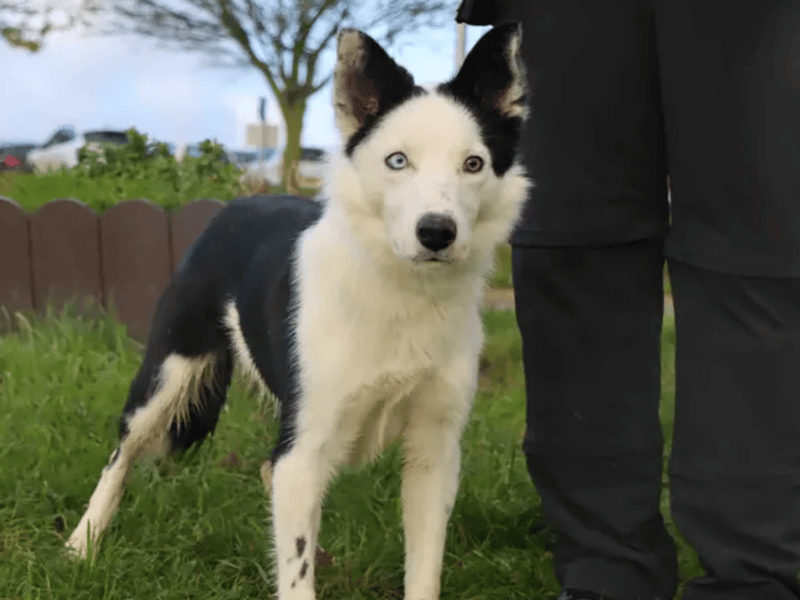 Jip is ready to find his forever home! He’ll thrive with adopters who are used to all things Collie! Keeping him physically stimulated with plenty of fun walks as well as keeping him mentally entertained with exciting brain games. It’ll be great fun expanding Jip’s skill set and his fondness of treats will aid this.