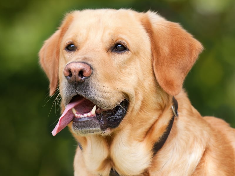 The average Labrador Retriever lives for 10-12 years, but some dogs have lived much longer. The oldest Lab on record was called Adjutant, who died in the UK on August 14, 1936, at the age of 27 years and 98 days. Only four dogs have ever lived longer.