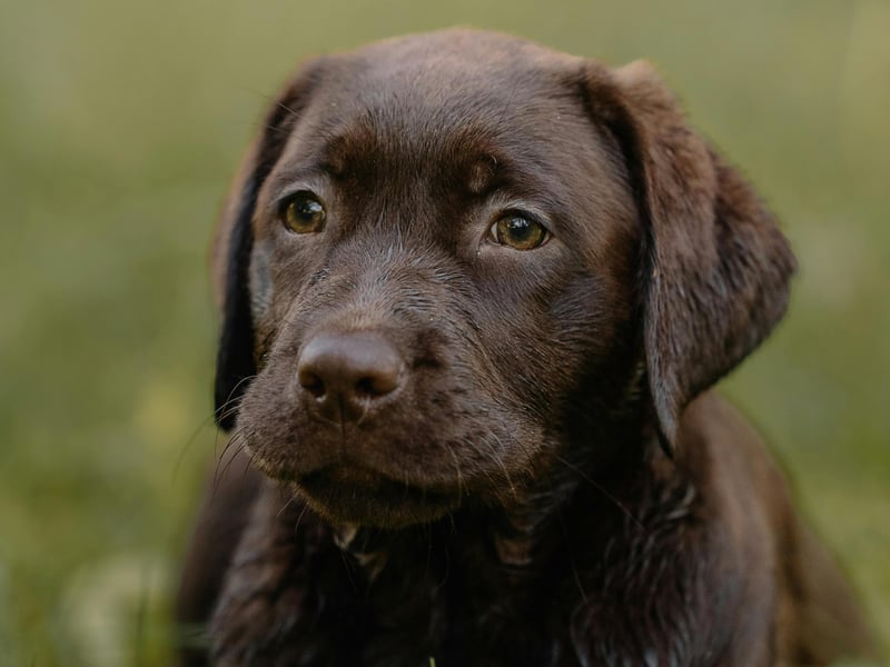 The Labrador Retriever's ancestors were the now-extinct St John's Water Dog. These were a common breed in the Newfoundland area of Canada, where they were used by fishermen to retrieve ropes, nets, and even fish, from the cold waters of the North Atlantic. It's a skill that is still innate in modern Labs, who can happily spend hours collecting sticks thrown into the sea.