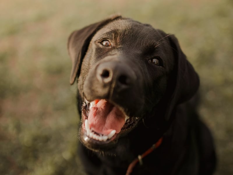 A black Labrador called Pep served 10 years in jail in the US state of Pennsylvania after killing a cat belonging to Governor Gifford Pinchot’s wife.