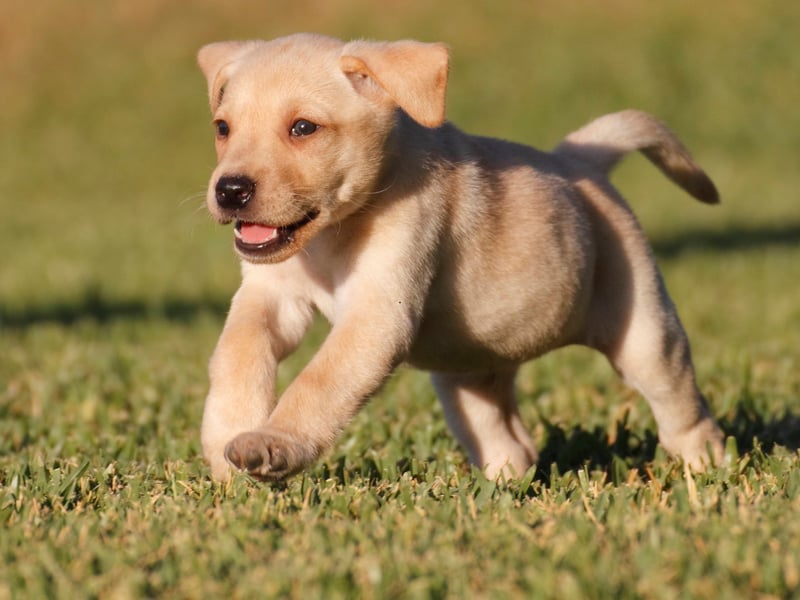 Labradors are highly-intelligent; a trait exemplified by a service dog called Endal who found fame in the UK in the 2000s. Endal was able to respond to over 100 instructions and could carry out a large number of tasks for his owner - including picking items from supermarket shelves, operating buttons and switches, loading and emptying a washing machine, and withdrawing cash from an autoteller.
