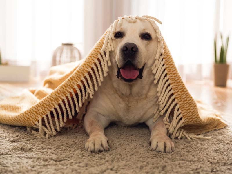 Labradors have a double coat - a soft undercoat and a harder topcoat. This combo provides insulation and water repellency which is perfect to keep them warm and dry during winter walks on the beach.