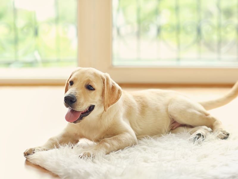 Labradors have such a sensitive sense of smell they can detect when a person's blood sugar levels are crashing so can give early warning of a diabetic episode. The first dog to do so was called Armstrong, and he was trained to smell the chemical changes that happen when hypoglycemia occurs in 2003.
