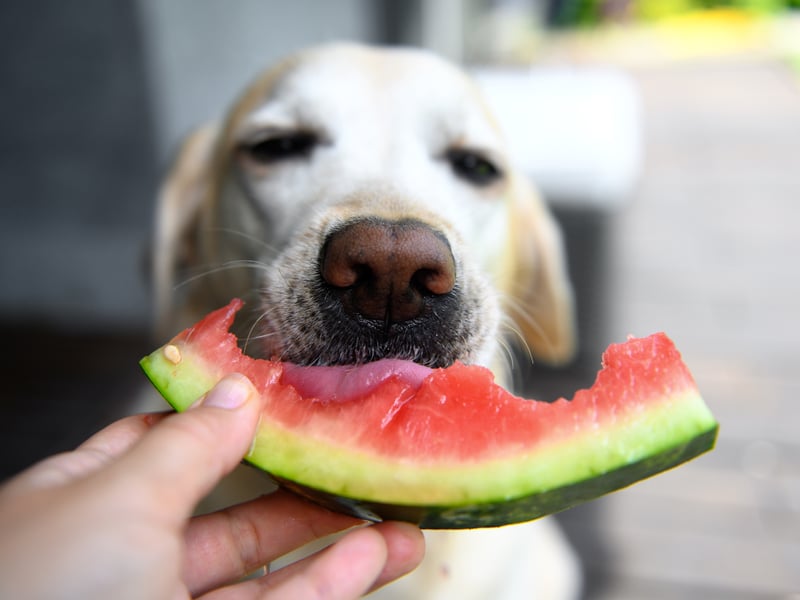 Celebrity Labrador owners include Drew Barrymore (Flossie), Bill Clinton (Buddy), Minnie Driver (Bubba), Mary Kate Olsen (Luca), Gwyneth Paltrow (Holden), Steve Martin (Roger), Anne Hathaway (Esmerelda) and Hulk Hogan (Rosello).