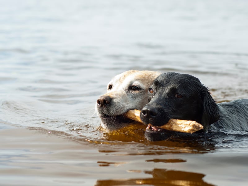 The first dog to appear on the cover of Life magazine was a black Lab called 'Blind of Arden' in 1938. He was owned by Averell Harriman, who would become the 48th Governor of New York, and featured in the magazine after winning the title of 'Number 1 US Retriever' at a major American dog show.