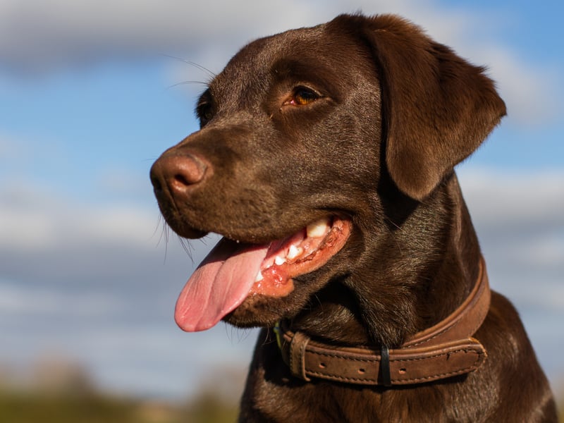 It's no wonder that Labrador Retrievers are such great swimmers - they have webbed feet perfect for powering them through the water. They are also handy in cold climates as they act as snowshoes, stopping the dog's feet from sinking into the snow.