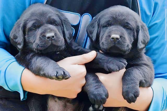 Labradors are the world's most popualr dog.