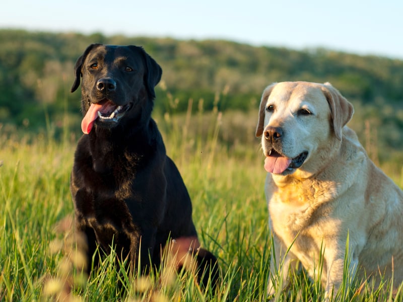 A total of five Labrador Retrievers have received the PDSA's Dickin Medal - the highest award any animal can receive whilst serving in military conflict, equivalent to the Victoria Cross. Most recently a Labrador called Sasha was posthumously awarded the medal in May 2014 for "outstanding gallantry and devotion to duty while assigned to 2nd Battalion, The Parachute Regiment, in Afghanistan 2008.