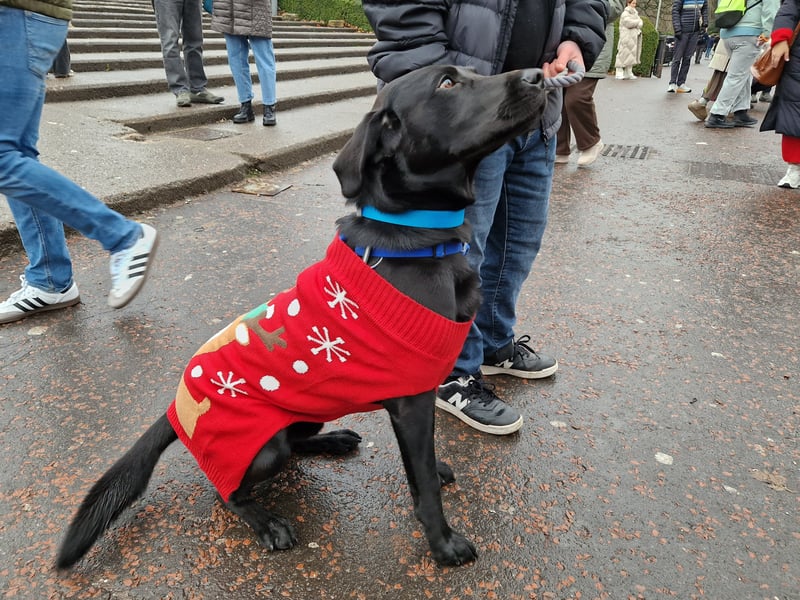 Another wonderful Christmas jumper at the Santa Paws event.