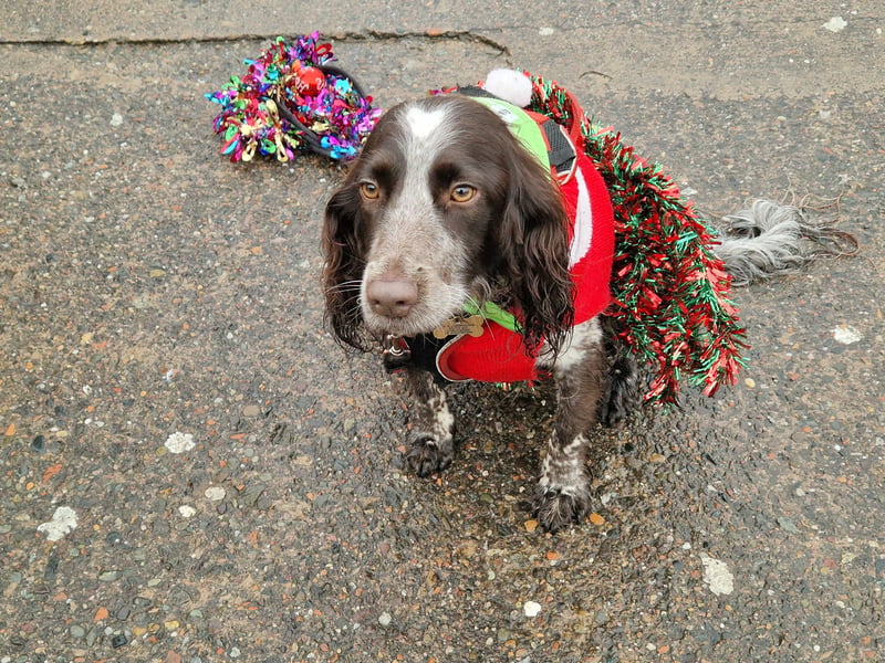 This dog had some tinsel as well as a Christmas jumper.