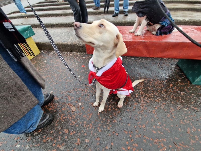 There were 103 dogs in total at the Edinburgh Christmas event, including this adorable Santa Claus.
