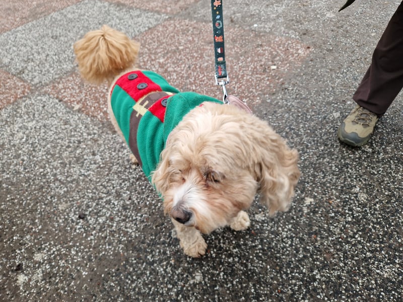 Another adorable dog on display in West Princes Street Gardens on Sunday.