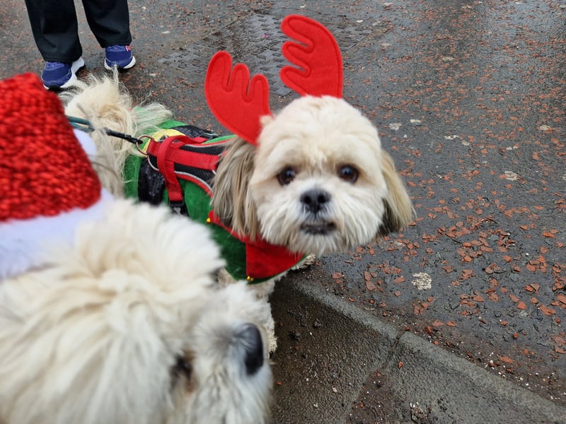 These two dogs certainly brought some festive cheer to the event.