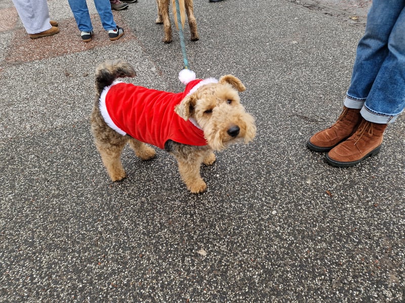 Another 'too cute' dog in a Santa outfit in Edinburgh on Sunday.