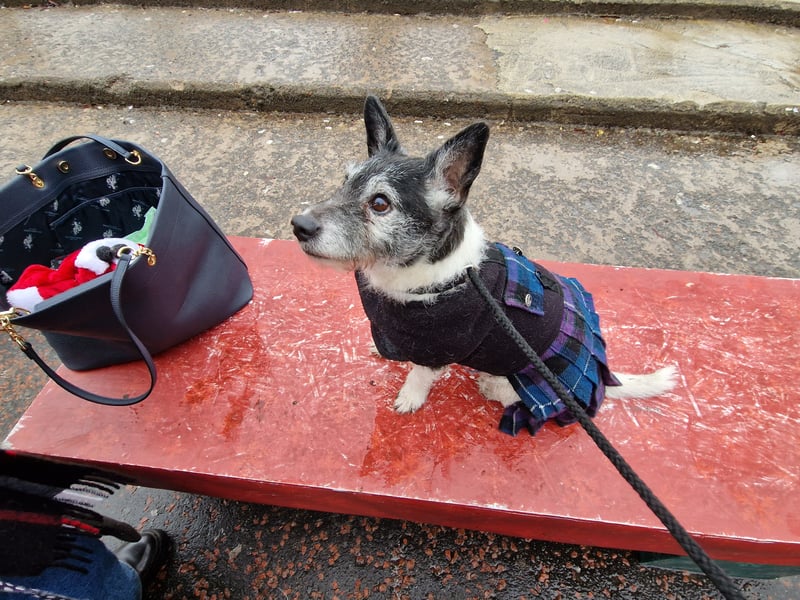 'Pops' was dressed in her finest Scottish attire for Santa Paws, and came second in the 'best trick' competition for jumping up and down in her kilt. 