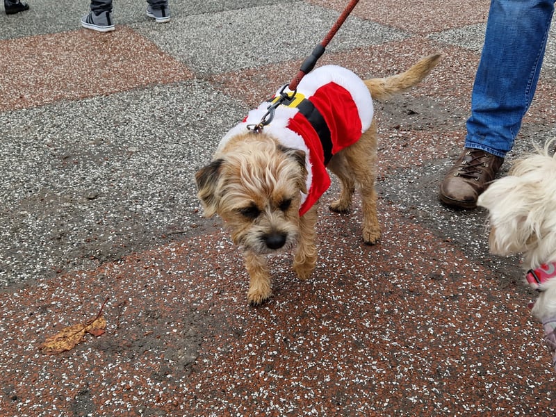One of the many Santa dogs on show at Ross Bandstand.