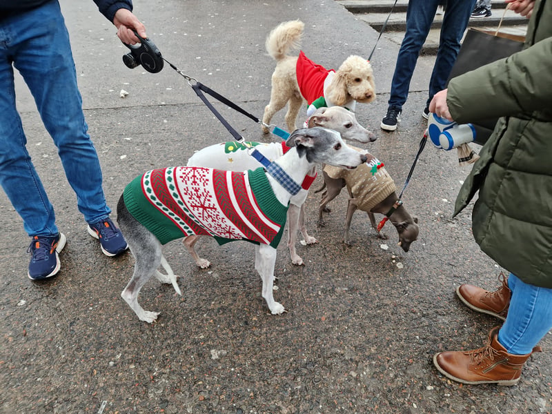 This pack of four dogs all got into the festive spirit with their Christmas jumpers.