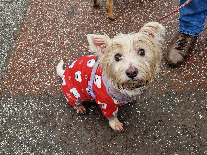 There was so much cuteness in the shadows of Edinburgh Castle on Sunday.