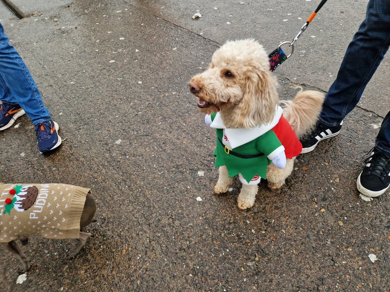 This dog melted hearts with this incredible Santa's elf outfit.