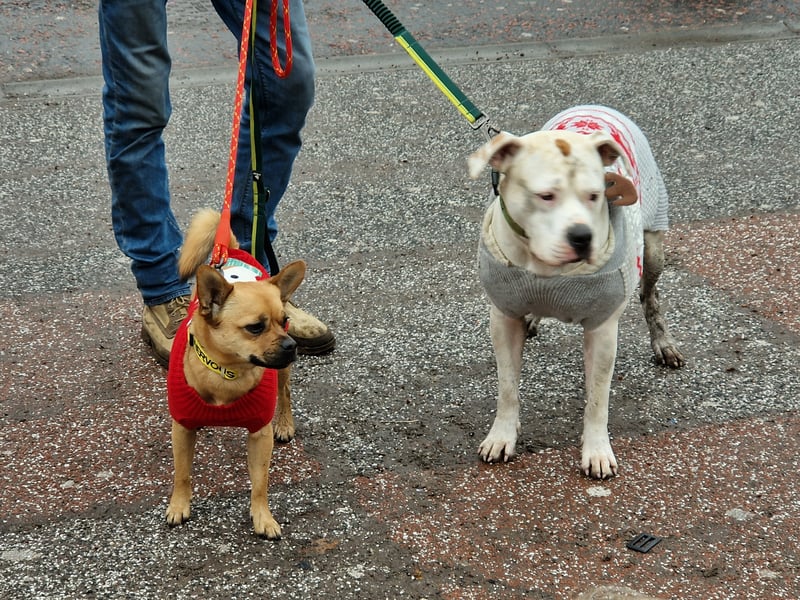 Two more dogs from the 103 that attended this year's Santa Paws event.