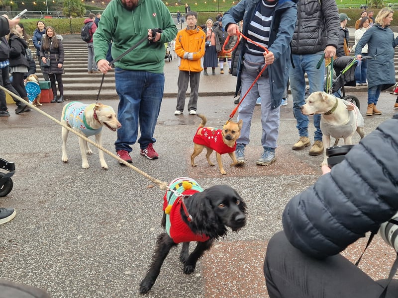 More than 100 dogs turned up for Santa Paws at Ross Bandstand.