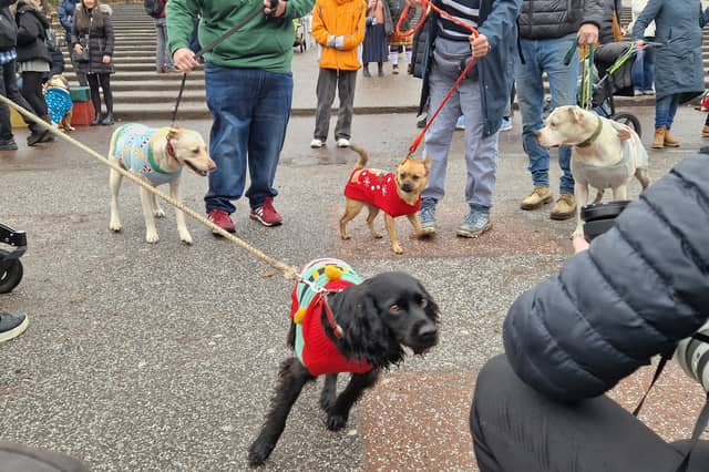 More than 100 dogs turned up for Santa Paws at Ross Bandstand.