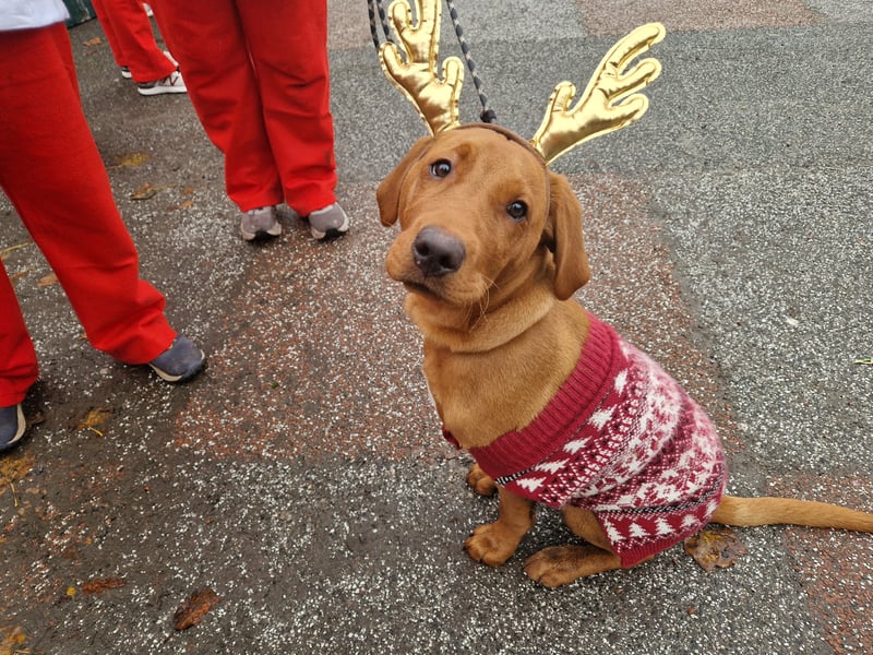 This adorable dog was dressed up in a Christmas jumper and reindeer ears.