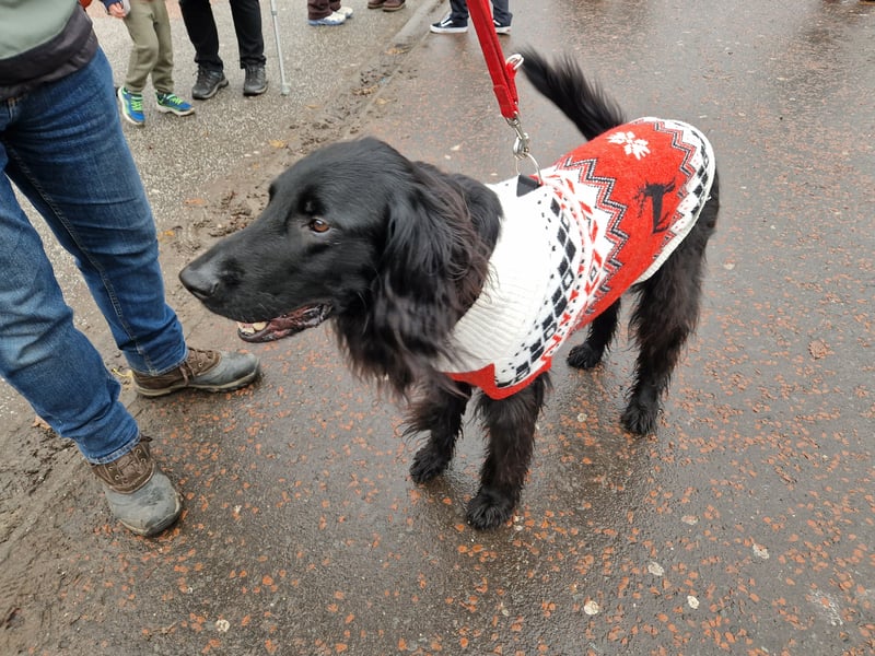 The Santa Paws event at Ross Bandstand was a great fun day out for the dogs and their owners.