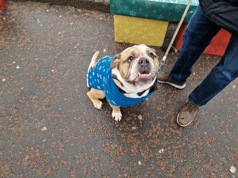Another wonderful Christmas jumper in Edinburgh at the Santa Paws outfit.