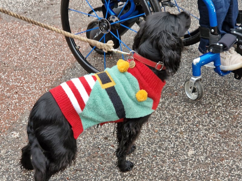 Another cute pooch at the Santa Paws event.