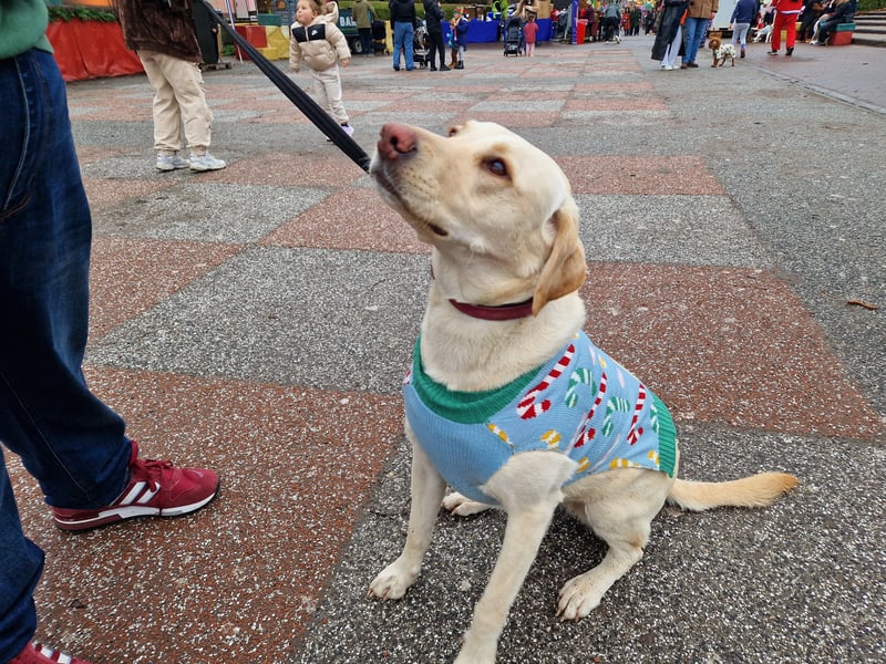 Another dog in an adorable Christmas jumper at the Santa Paws event.