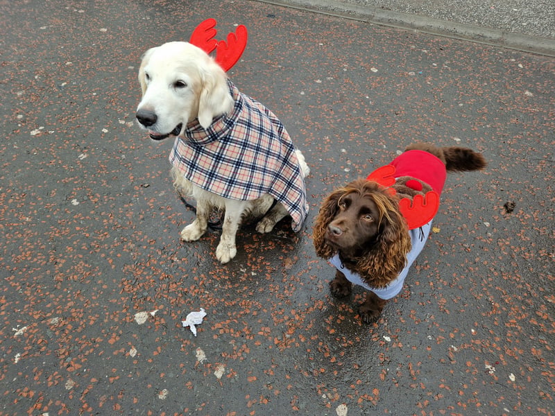 These two dogs were dressed to impress in Princes Street Gardens.