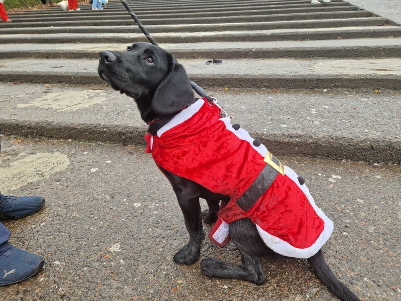 This lovely dog came to the festive event as Santa Claus.