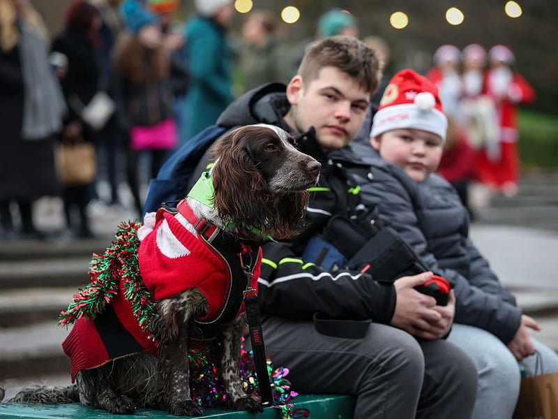 This dog seems to have developed a case of tinsel-itus.