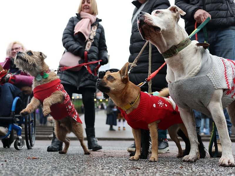 More canine Christmas jumpers.