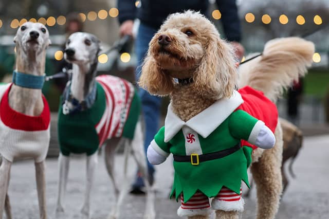 Edinburgh was awash with festive pups over the weekend.