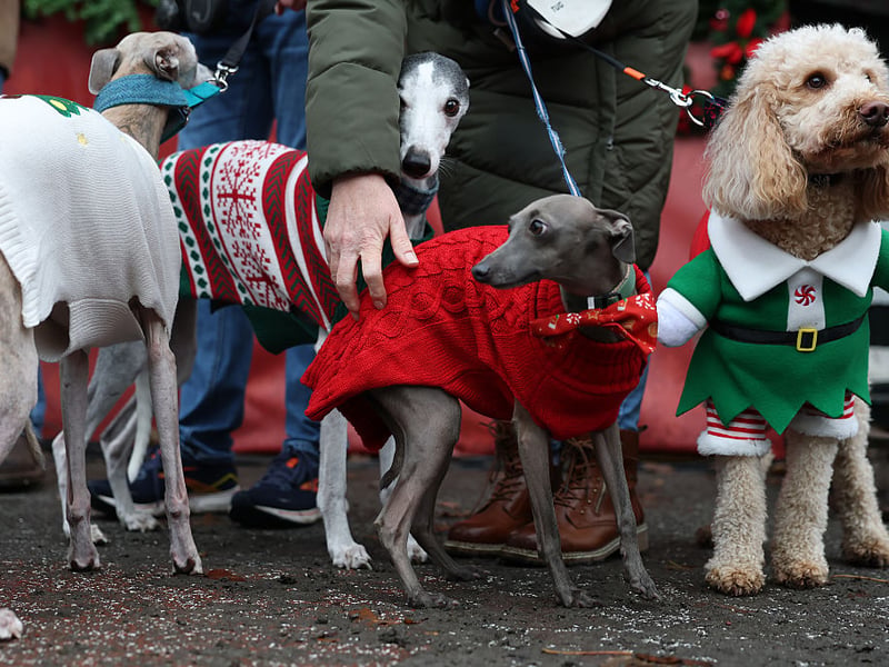 Dog parents could stock up on treats from Pure Pet Food and Bowzos Bows stalls.