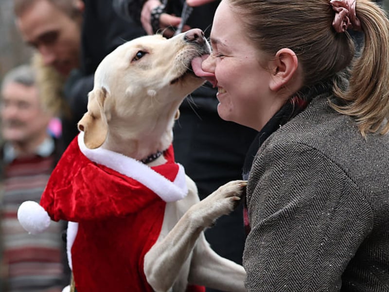 A Labrador thanks his owner for taking him to the event.