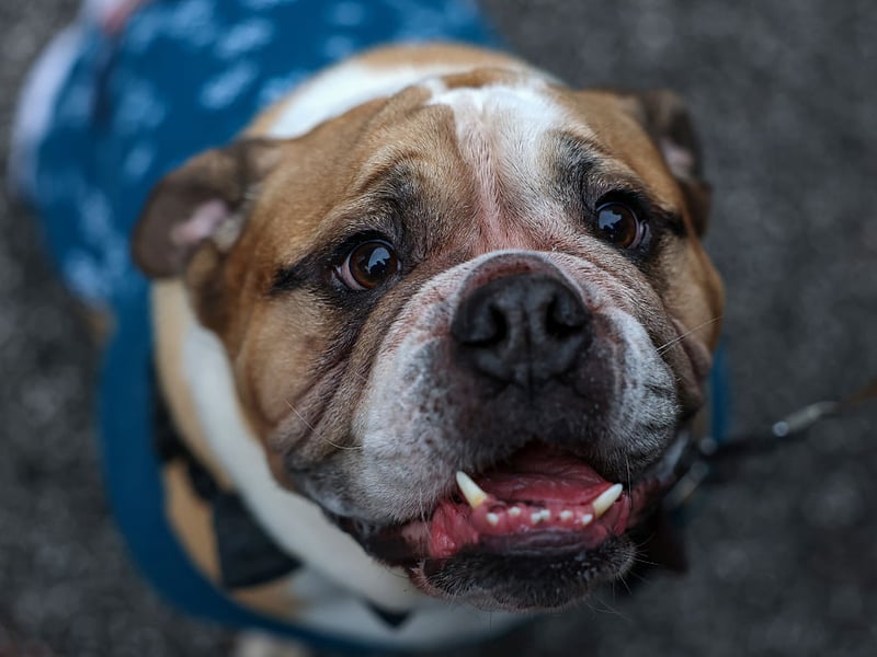 This Bulldog was getting into the festive spirit.
