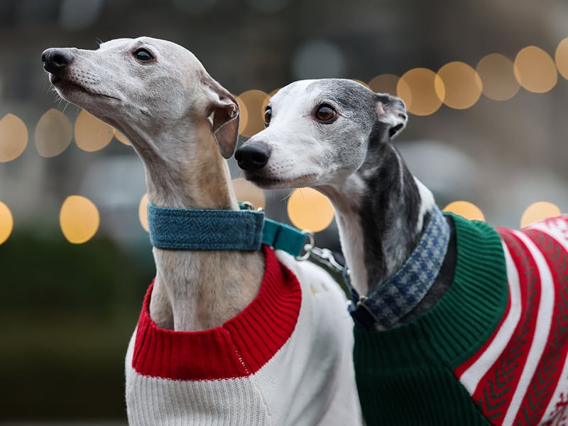 It was organised by Edinburgh's Christmas and the Edinburgh Dog and Cat Home.