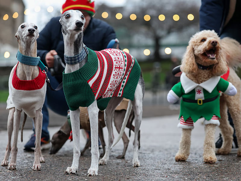 These Italian Greyhounds were kept warm by Christmas jumpers.