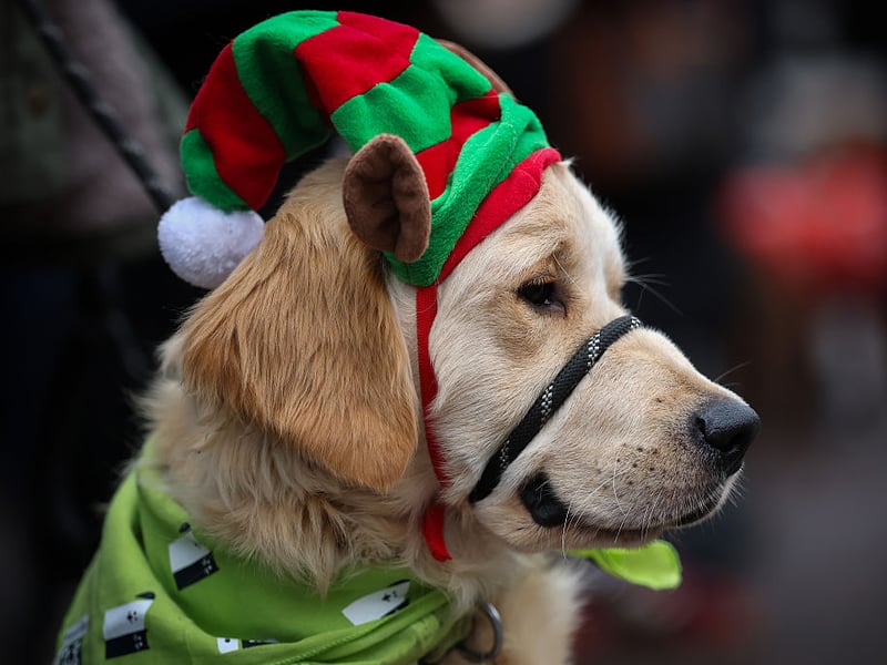 A Golden Retriever elf.